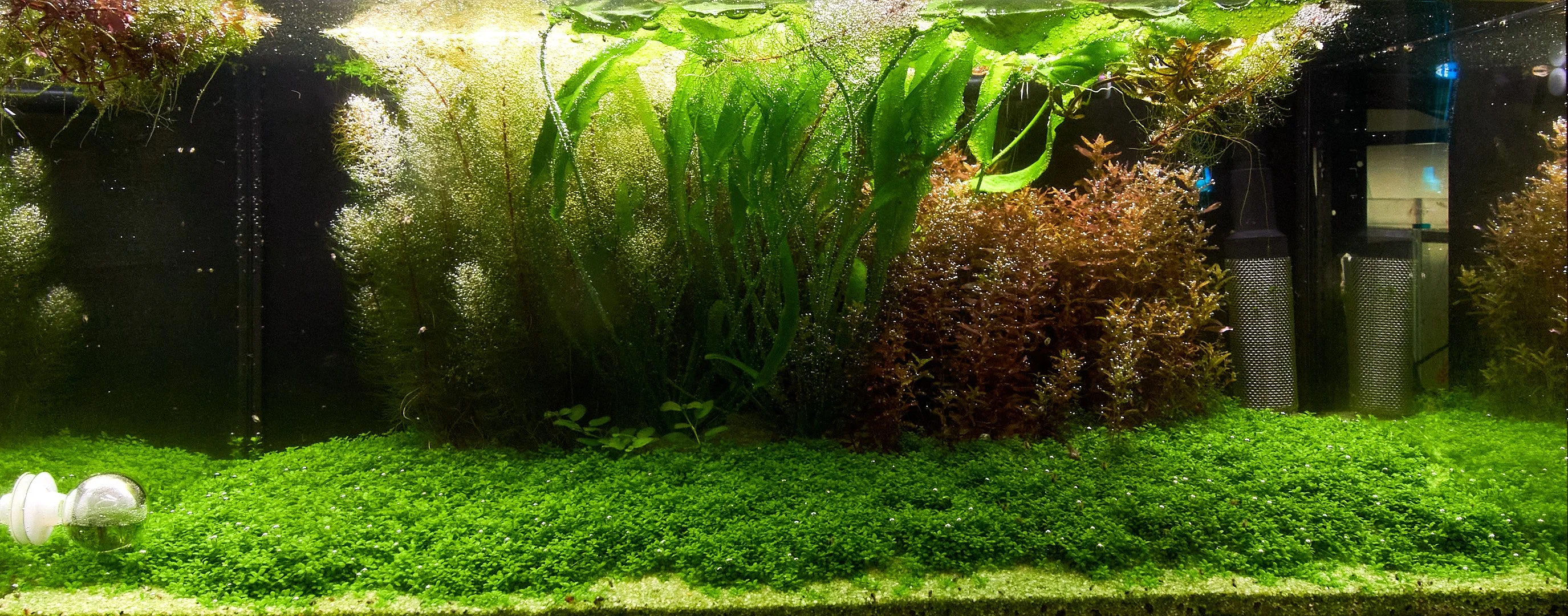 54L Tank / 53 days