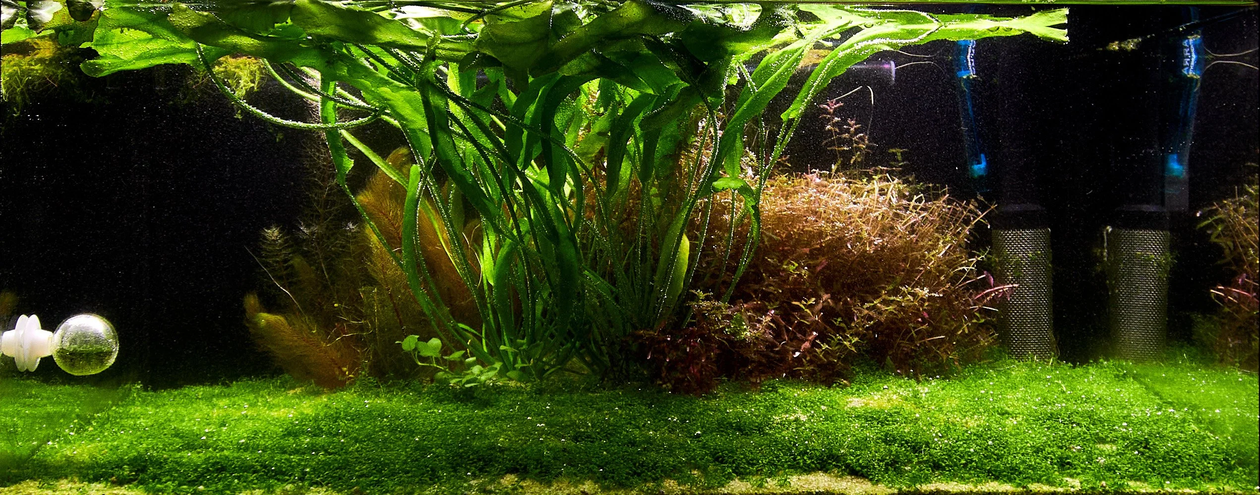 54L Tank / 69 days after trim