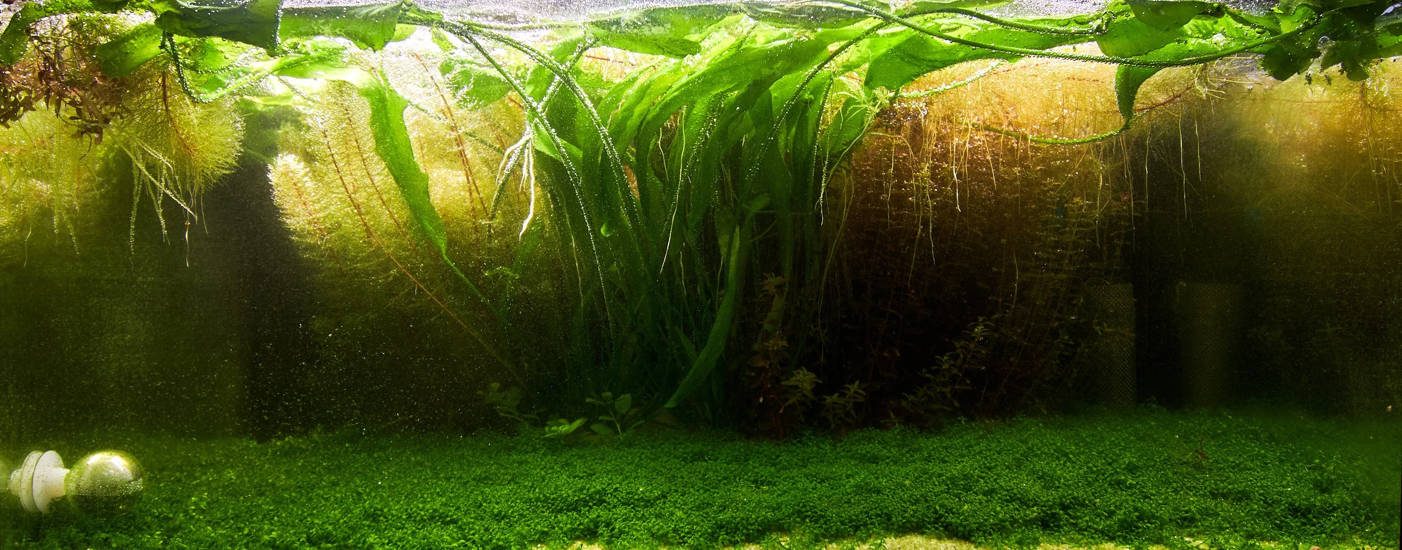 54L Tank / 69 days before trim