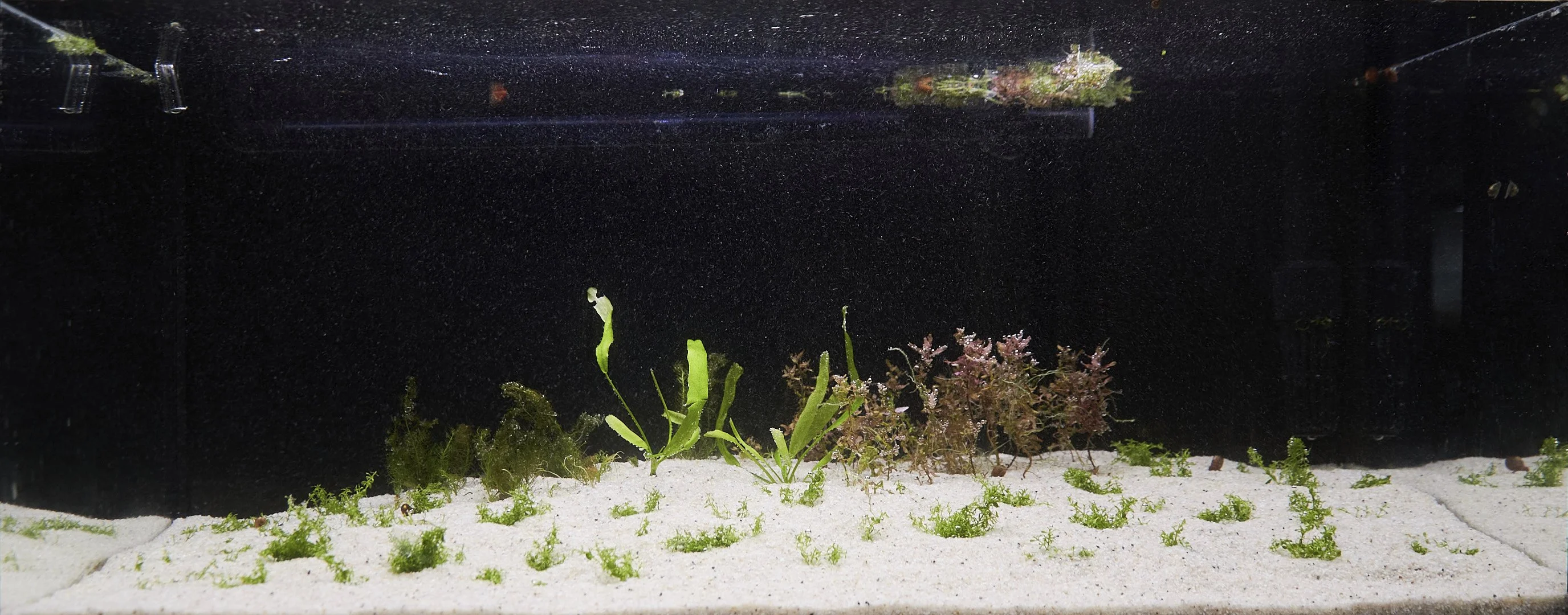 54L tank after planting