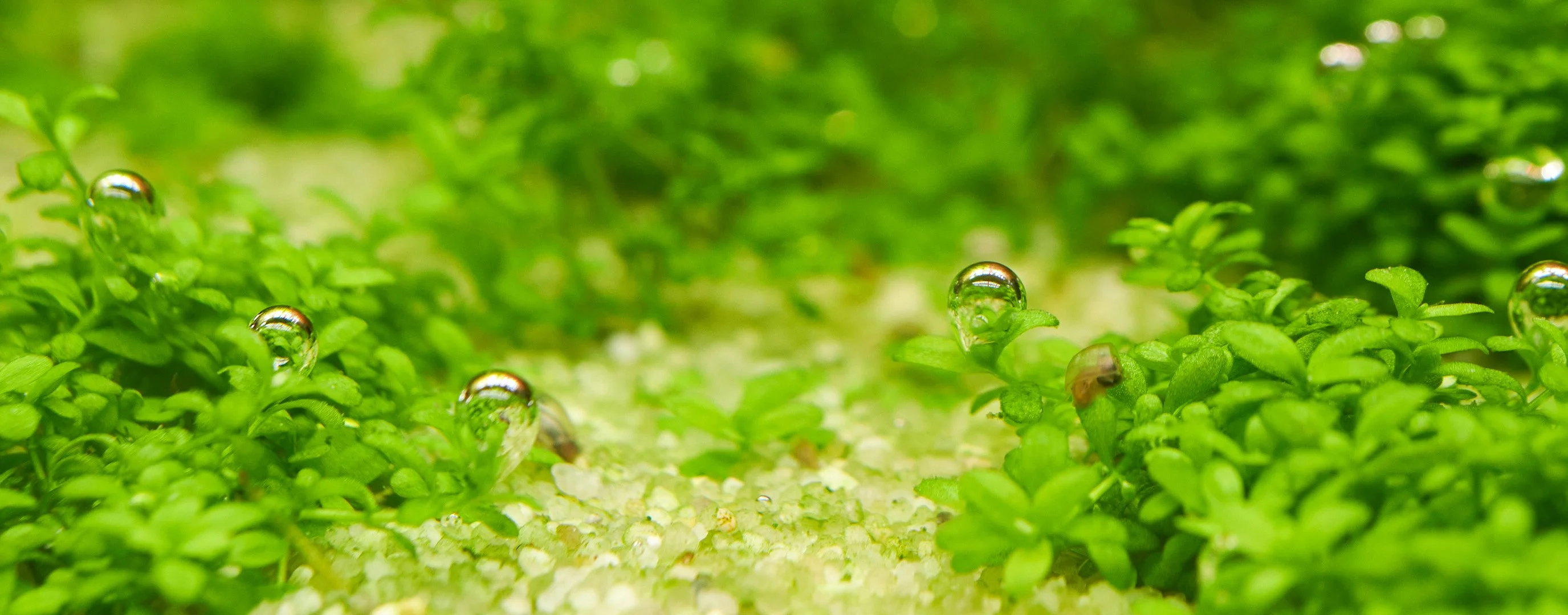 Baby ramshorn