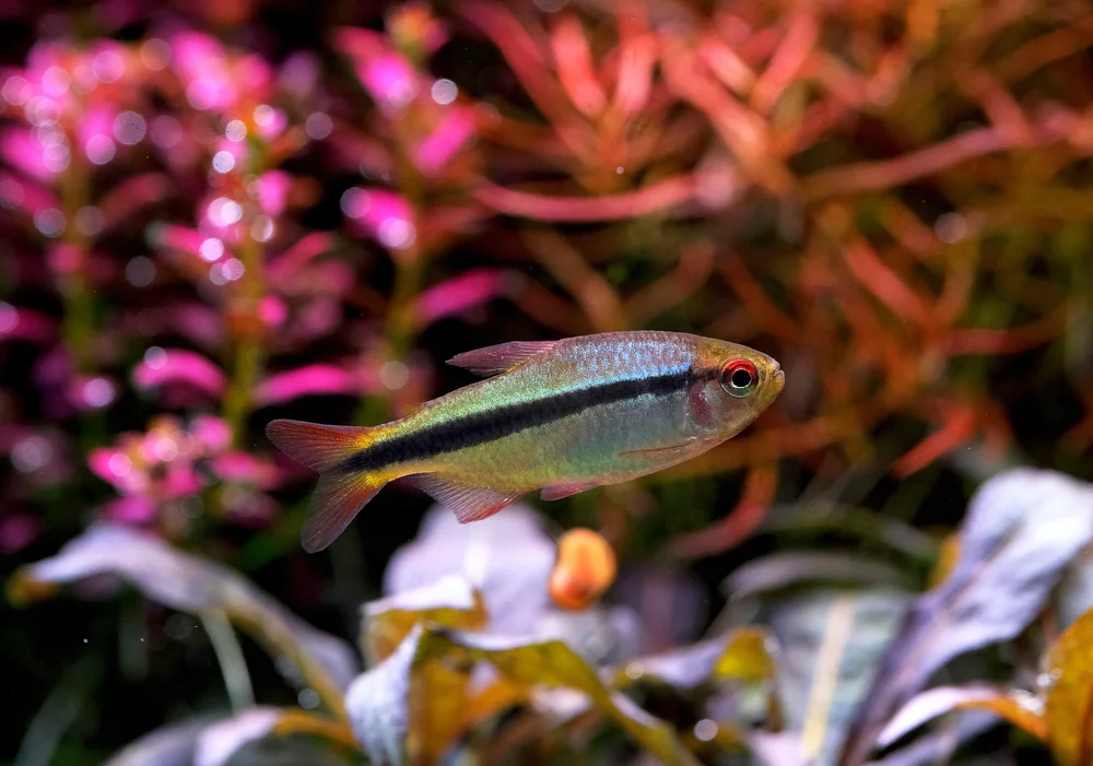 DSCF0055 Fish lapis.webp