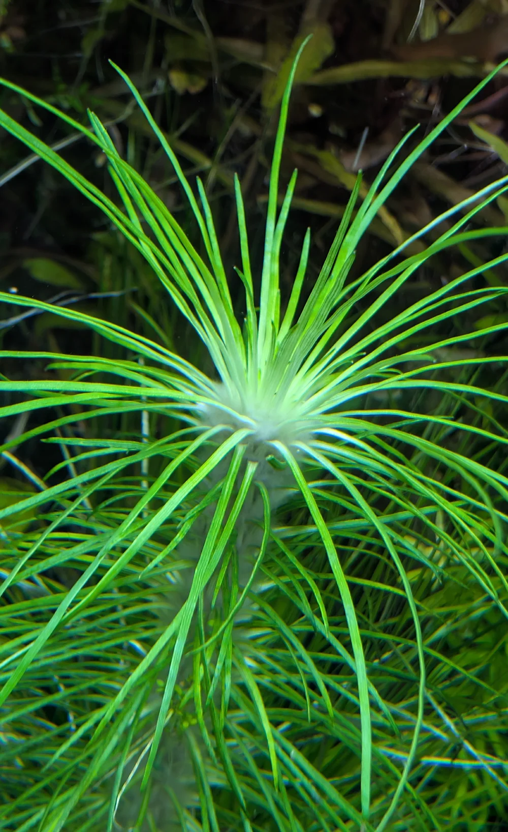 Eriocaulon dalzelli.webp