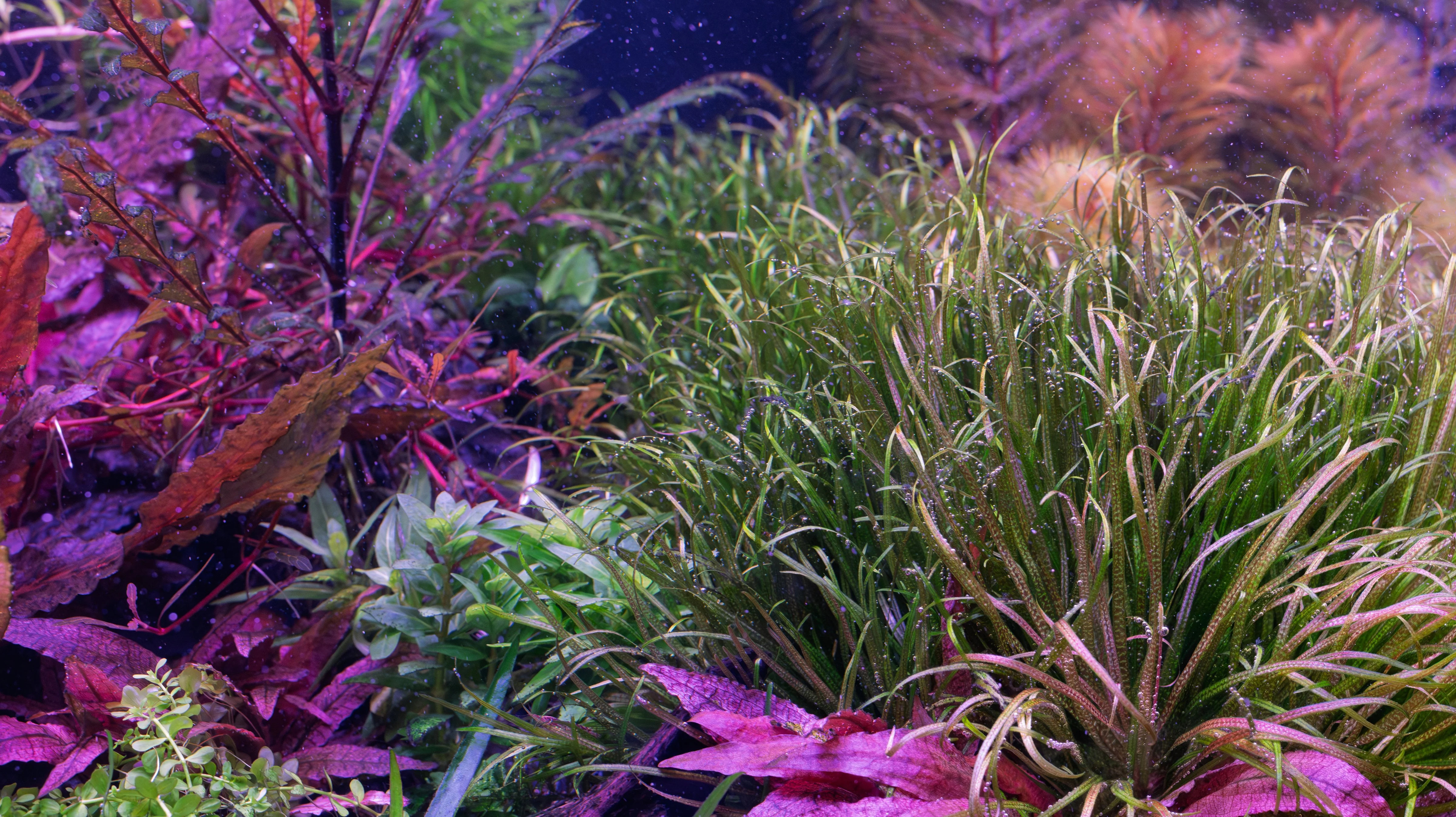 Farm Tank Blyxa 1_8_26.webp