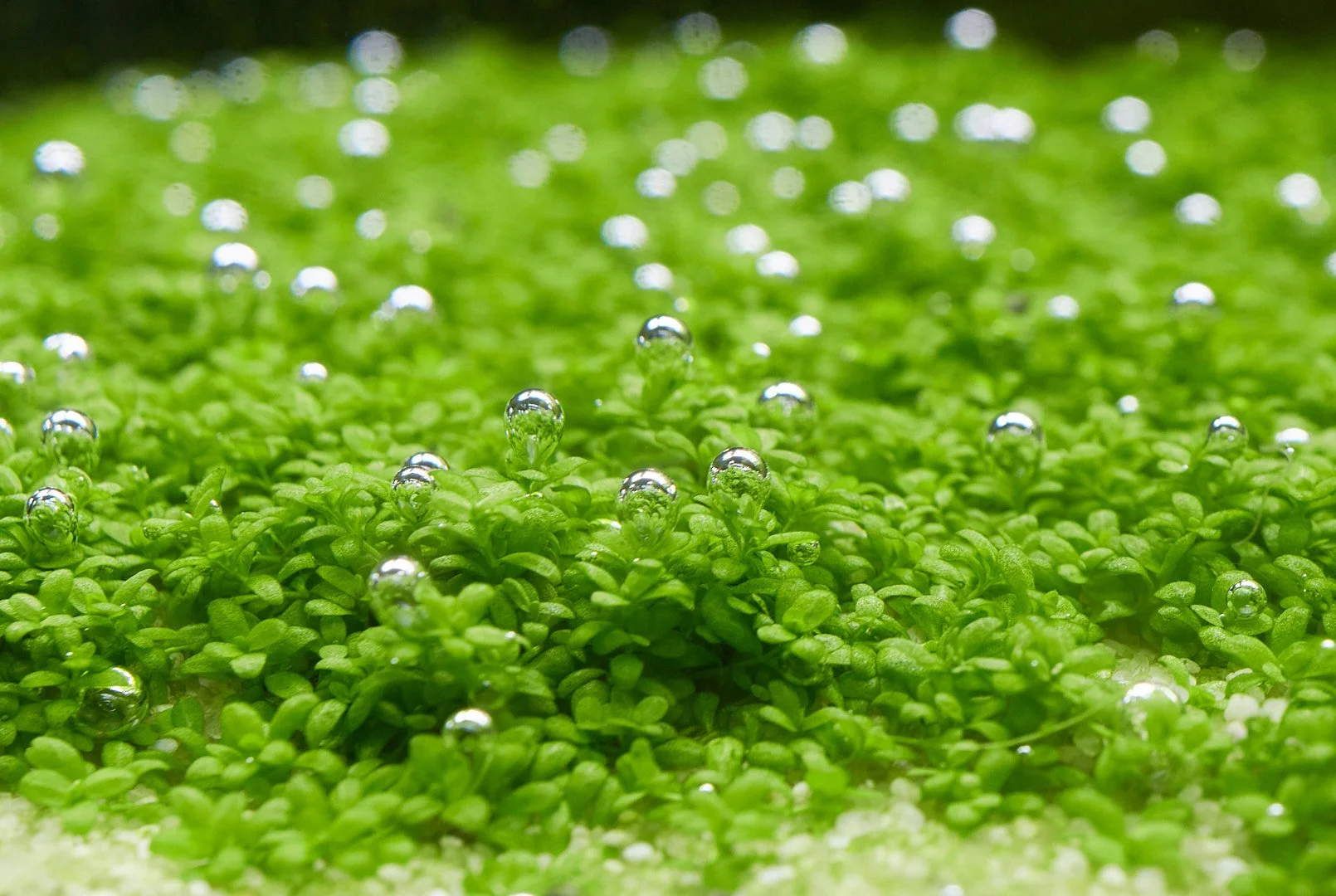 Hemianthus callitrichoides