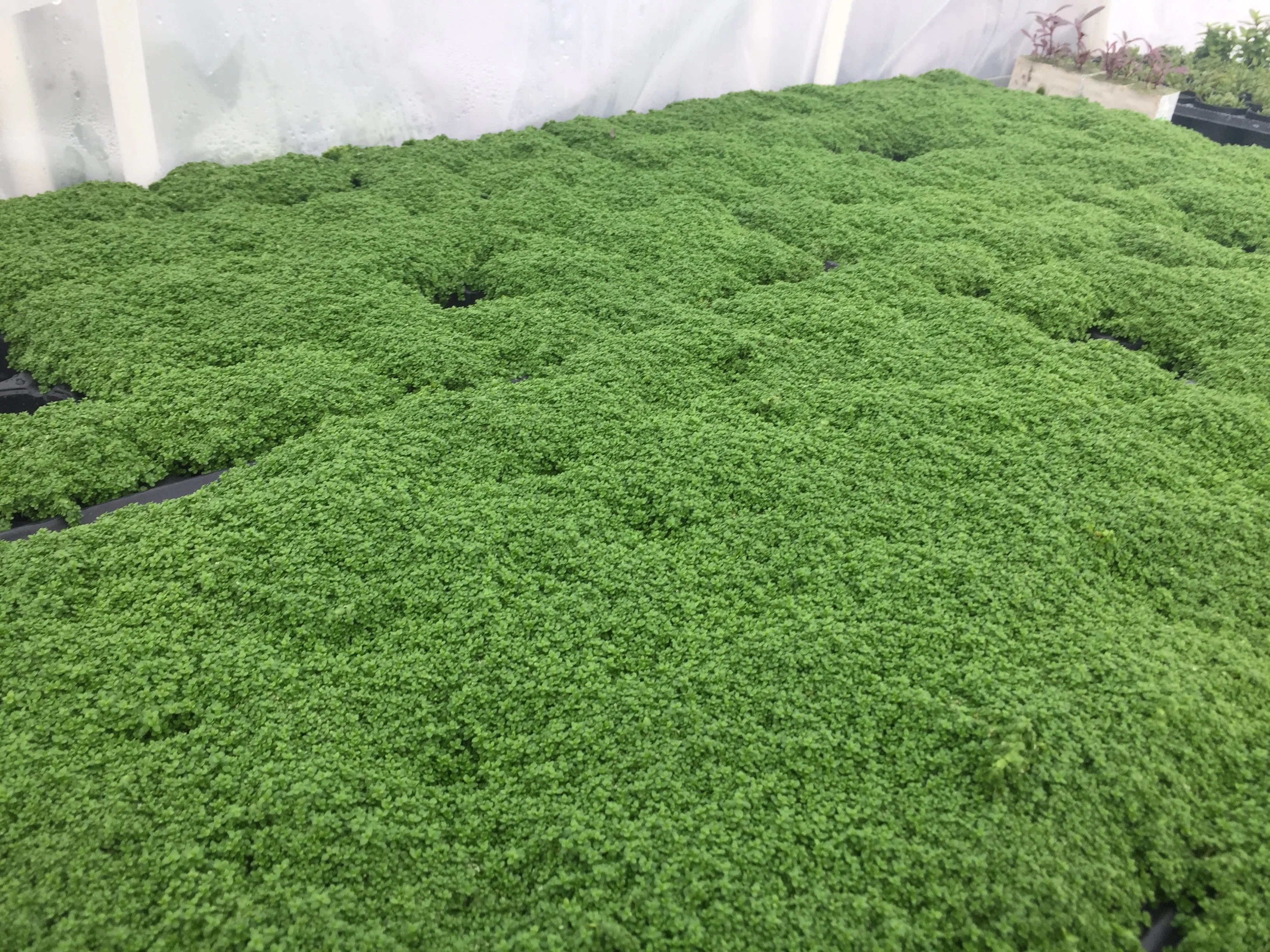 IMG_9106.webp