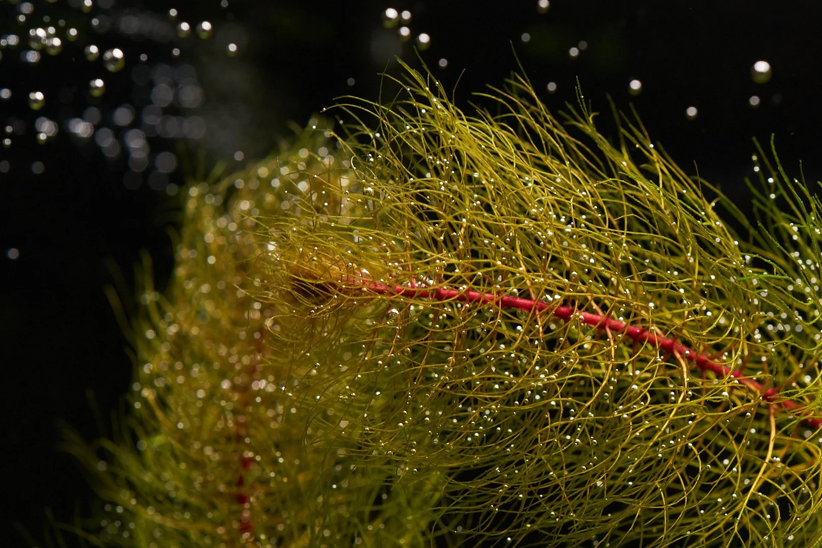 Myriophyllum pinnatum