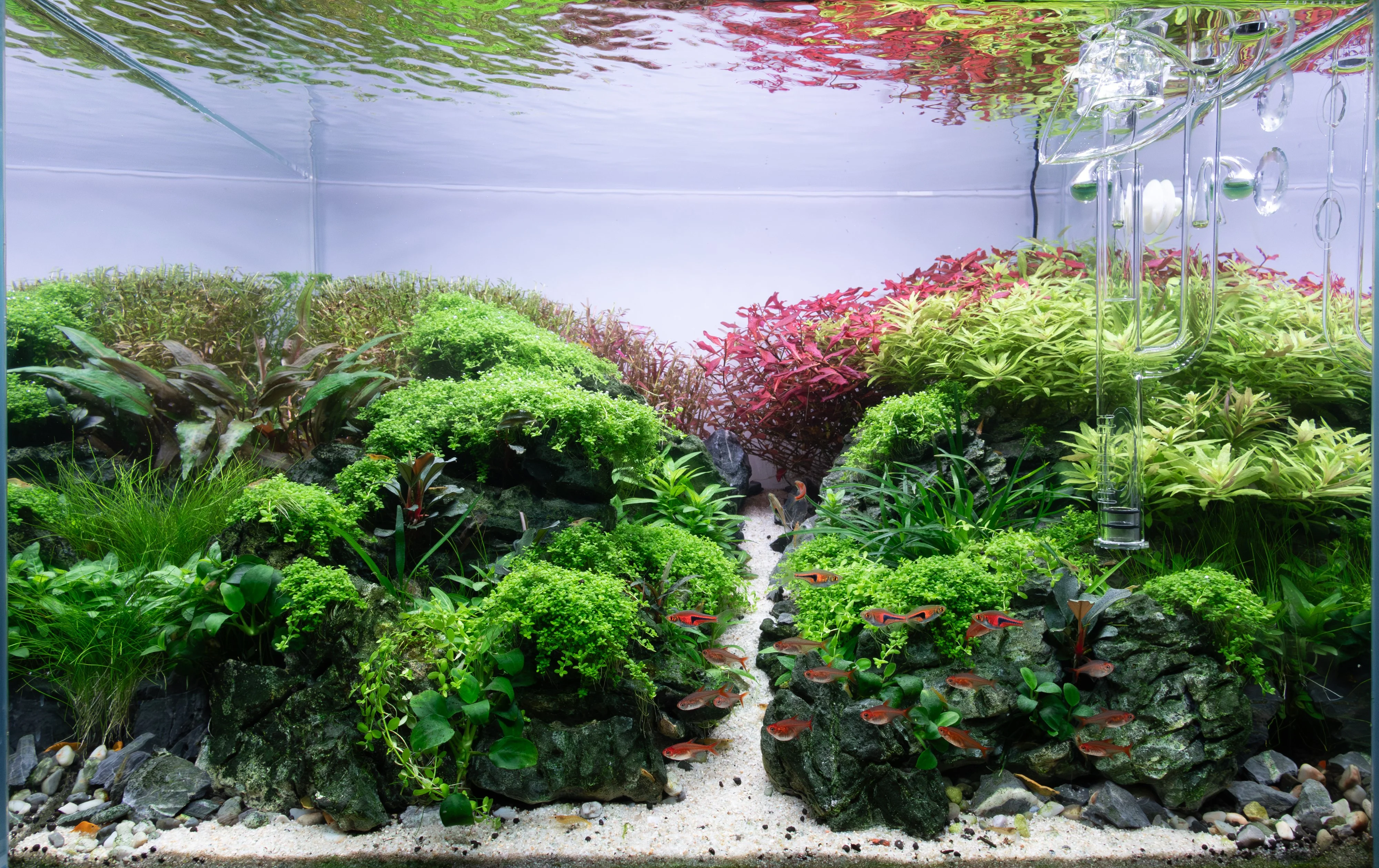 WB 25 Post Trim.webp